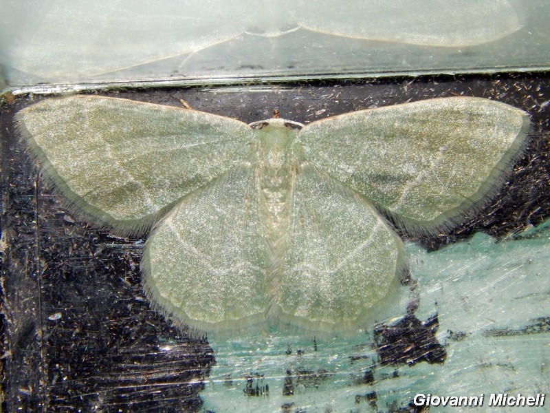 Geometridae verde da ID -  Phaiogramma etruscaria